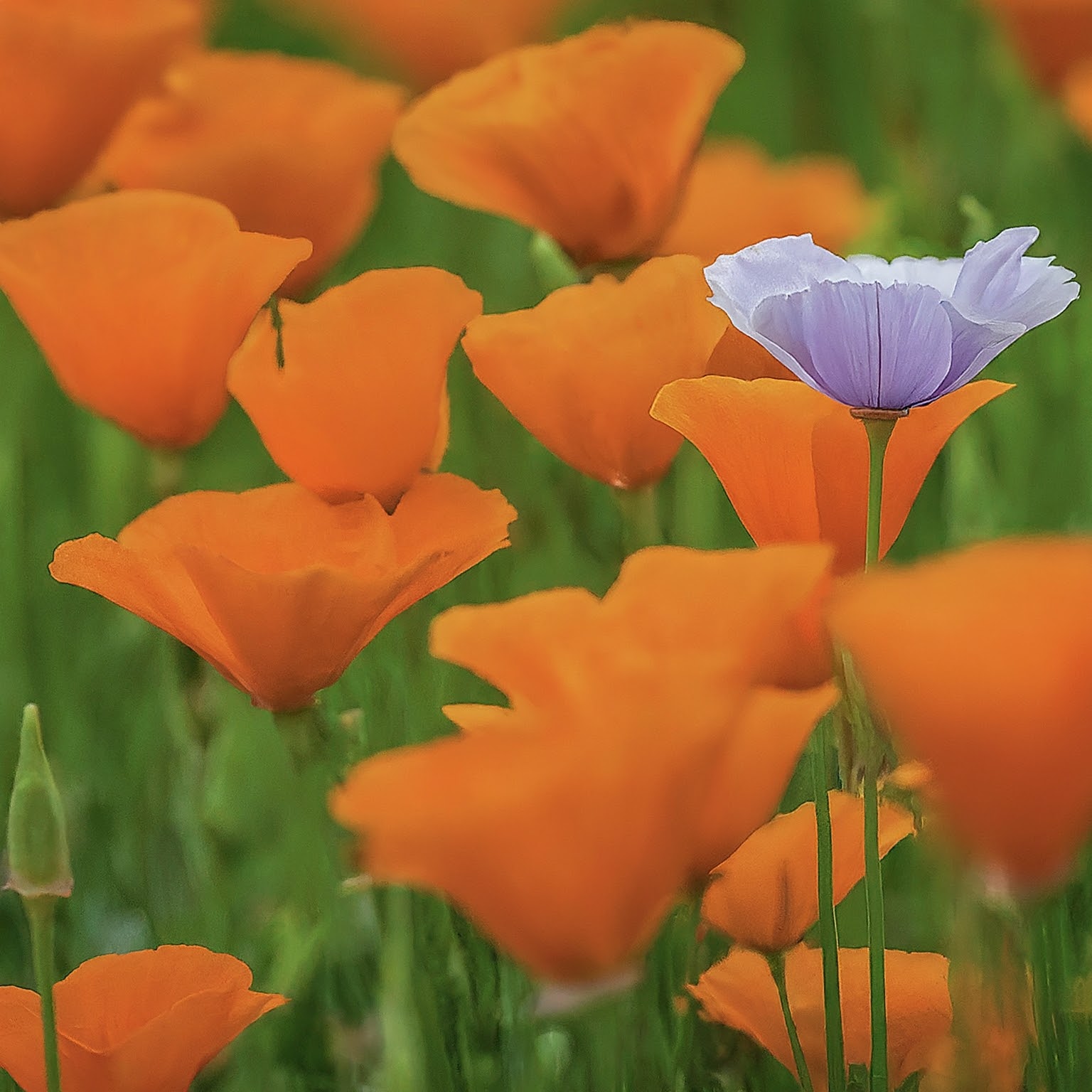 Befogadás és sokszínűség